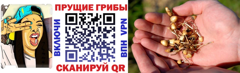 хочу наркоту  нарко площадка клад  Псилоцибиновые грибы Psilocybine cubensis  Жигулёвск 